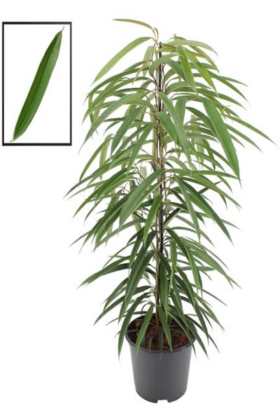 Ficus Alii (21cm pot)