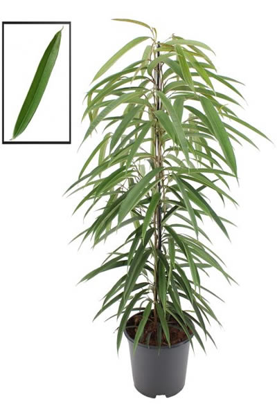 Ficus Alii (21cm pot)