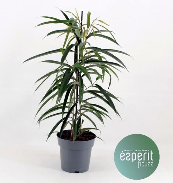 Ficus Benjamina Anastasia + Macetero Cuenco - Elige tu color – Garden Room