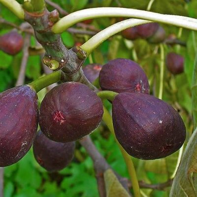 Ficus carica (Fig) 'Brown Turkey' - Photo by H. Zell (GFDL)