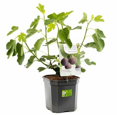 Ficus carica Califfo Blue  - Image courtesy of Pannebakker