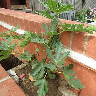 Ficus Ice Crystal - Photo by Kolforn (Wikimedia CC BY-SA 4.0)