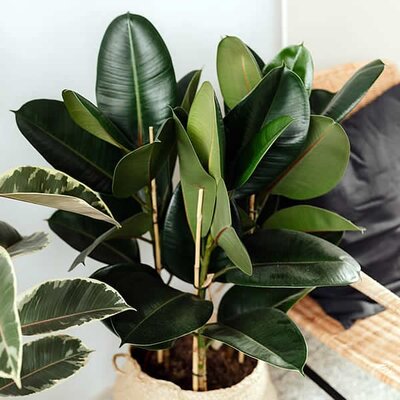 Ficus robusta - Image courtesy of pxfuel (CC0)