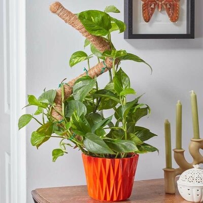 Flexi-Coco Plant Support -