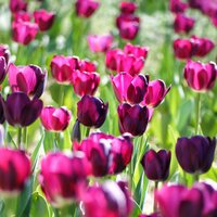 Flower Bulbs