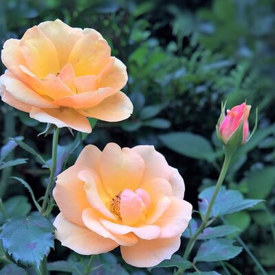 Flower Carpet 'Amber Rose' - Image by ❤ Monika ? ? Schröder ❤ from Pixabay 