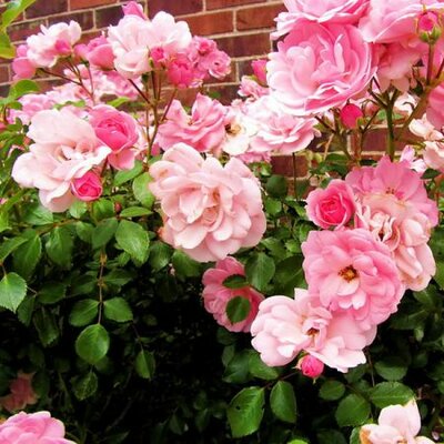 Flower Carpet Pink Standard - Photo by Rachel Kramer (CC BY-SA 2.0)
