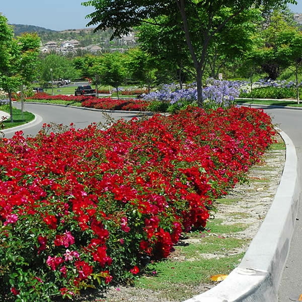 Flower Carpet Ruby (3.5L pot) Ardcarne Garden Centre & Boyle