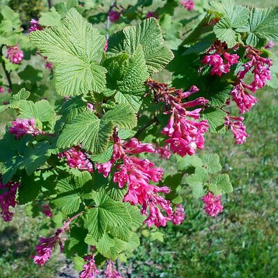 Flowering Currant (Ribes sanguineum)