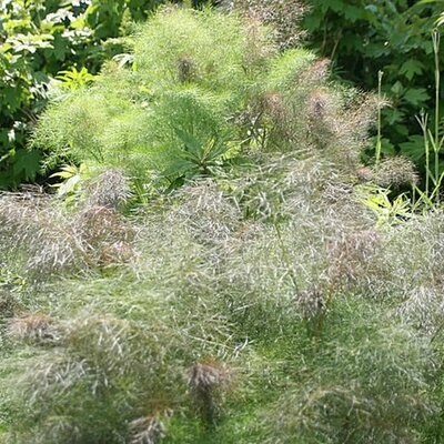 Bronze Fennel - Photo by David J. Stang (CC BY-SA 4.0)