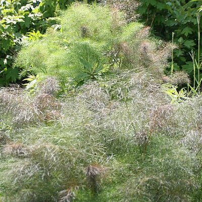 Bronze Fennel - Photo by David J. Stang (CC BY-SA 4.0)