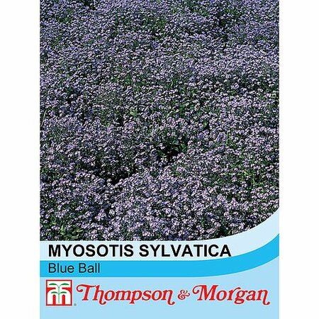 Forget-me-not 'Blue Ball' (Myosotis) - Image courtesy of T&M