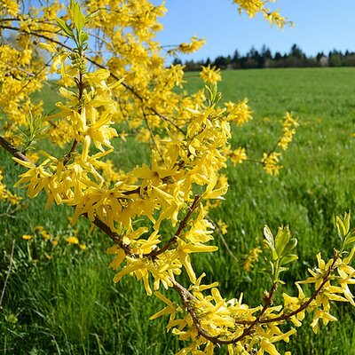 Forsythia 'Goldrush' - Image courtesy of Hippopx