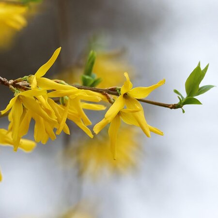 Forsythia intermedia 'Ashmount Gold - Image by Goran Horvat from Pixabay 