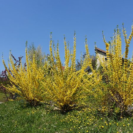 Forsythia Mini Gold - Photo by Guilhem Vellut (CC BY-SA 2.0)