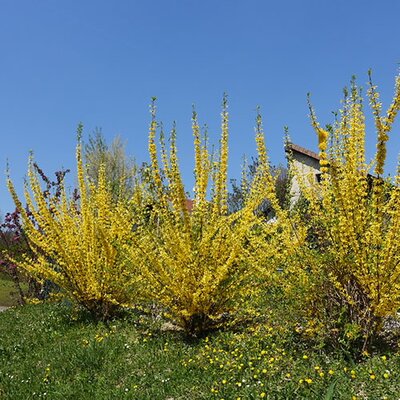 Forsythia Mini Gold - Photo by Guilhem Vellut (CC BY-SA 2.0)