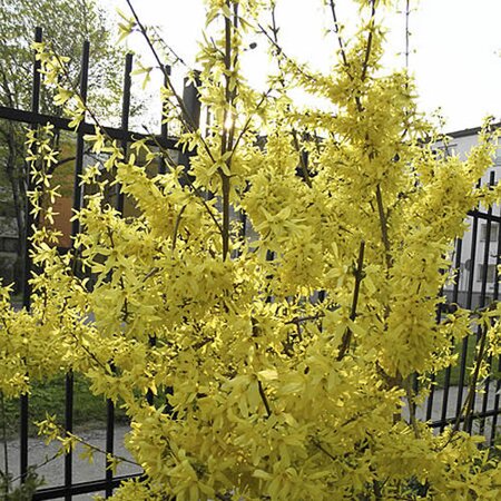 Forsythia “Spectabilis” - Photo by Kyllir (CC BY-SA 4.0)