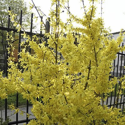 Forsythia “Spectabilis” - Photo by Kyllir (CC BY-SA 4.0)