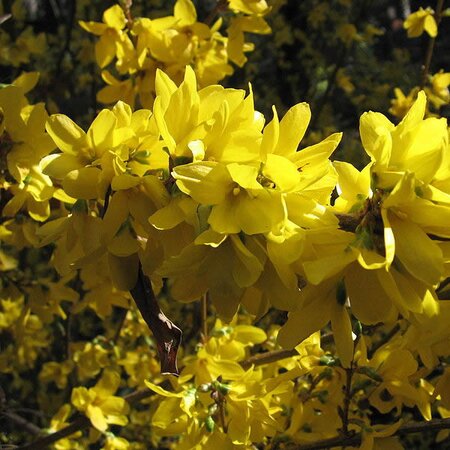 Forsythia “Spectabilis” - Photo by A. Barra (GFDL)