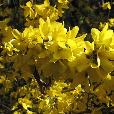 Forsythia “Spectabilis” - Photo by A. Barra (GFDL)