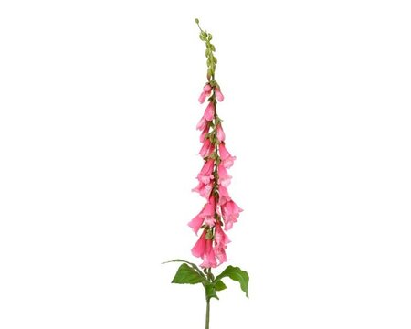 Foxglove Spray -Image courtesy of Kaemingk