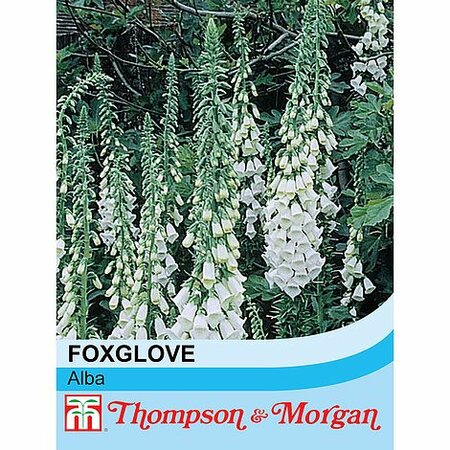 Foxglove White - Image courtesy of T&M