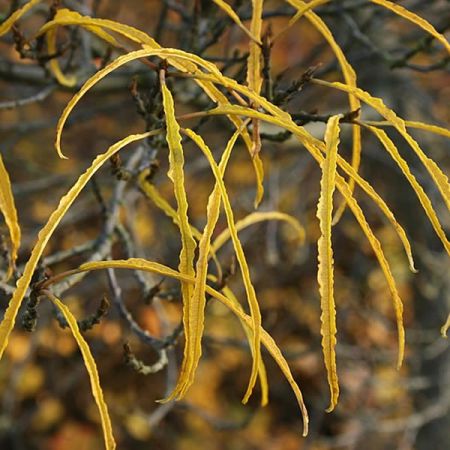 Frangula “Asplenifolia” - Photo by Sten Porse (CC BY-SA 3.0)