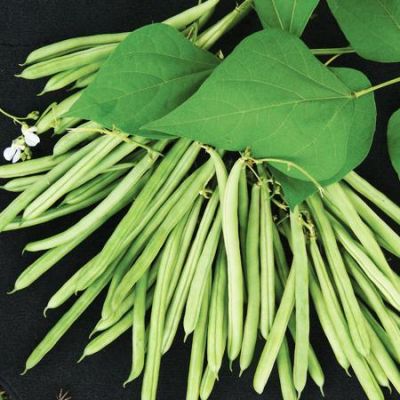 French Bean (Climbing) Isabel