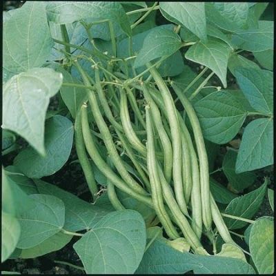 French Bean (Dwarf) Stanley