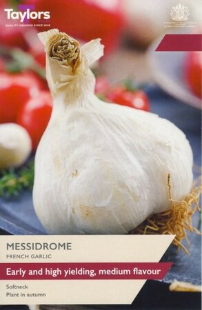 French Garlic Messidrome - Image courtesy of Taylors Bulbs