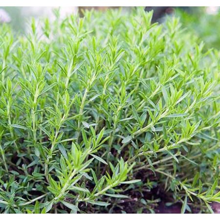 French Tarragon (9cm pot)