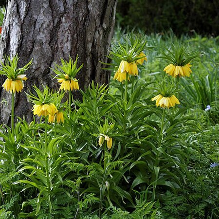 Fritillaria 'Lutea' - Photo by Acabashi (CC bY-SA 4.0)