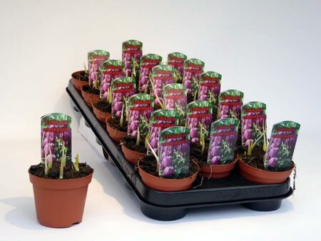 Fritillaria meleagris  (9cm pot)