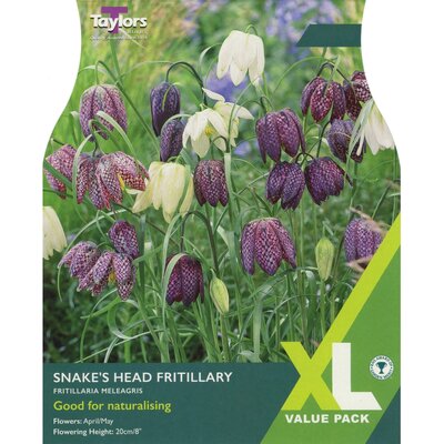 Fritillaria Meleagris XL (30 bulbs)