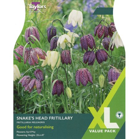 Fritillaria Meleagris XL (25 bulbs)