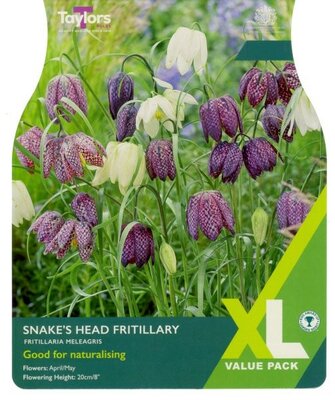 Fritillaria Meleagris XL - Image courtesy of Taylor's Bulbs