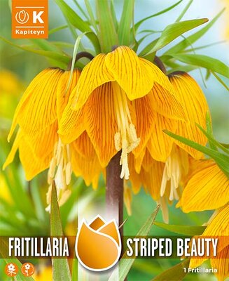 Fritillaria Striped Beauty (1 bulbs)