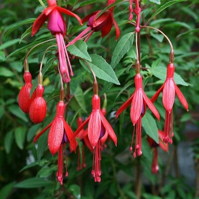 Fuchsia 'David' - Photo by Uleli (CC BY-SA 4.0)