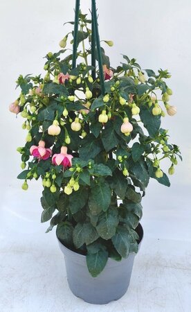 Fuchsia 'Garden News' - Image courtesy of Ben Vista 