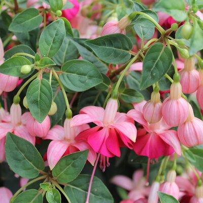 Fuchsia 'Garden News' - Image by csassistante from Pixabay 