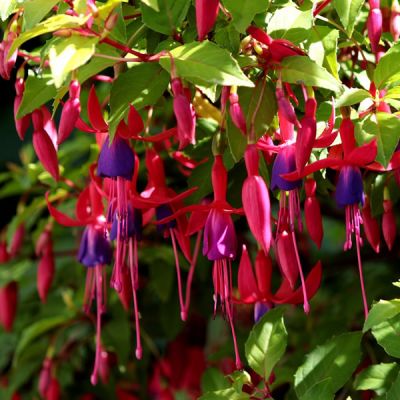 Fuchsia Genii (2L pot)