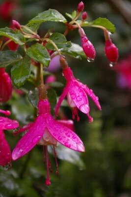 Fuchsia 'Lady Thumb' (2L pot)