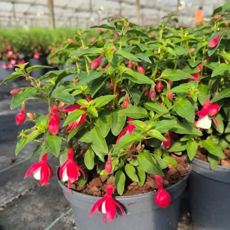Fuchsia 'Lady Thumb' - Image courtesy of Tully Nurseries