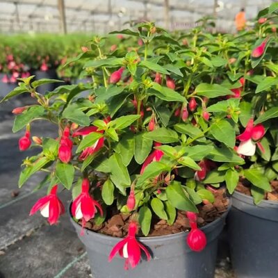 Fuchsia 'Lady Thumb' - Image courtesy of Tully Nurseries
