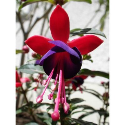 Fuchsia “Mrs Popple” -  Image by Milchdrink from Pixabay 