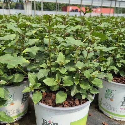 Fuchsia 'Mrs Popple' - Image courtesy of Tully Nurseries
