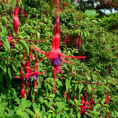 Fuschia Ricartonnii - Photo by RY