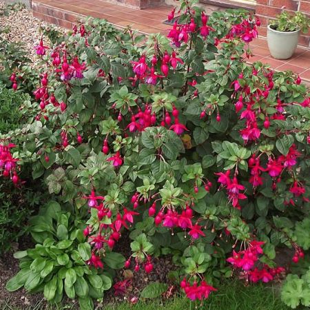 Fuchsia riccartonii - Photo by Richard HC (CC BY-SA 4.0)