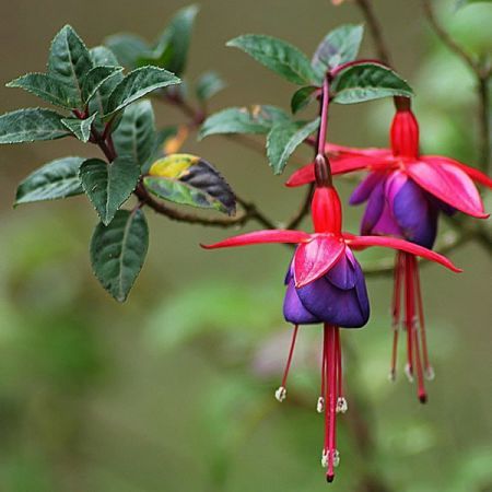 Fuchsia Tom Thumb - Image by endro lewa from Pixabay 