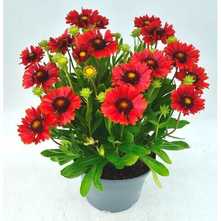 Gaillardia 'Guapa Red' - Image courtesy of Ben Vista